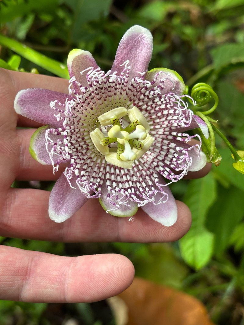 Passiflora yolandae photo 2
