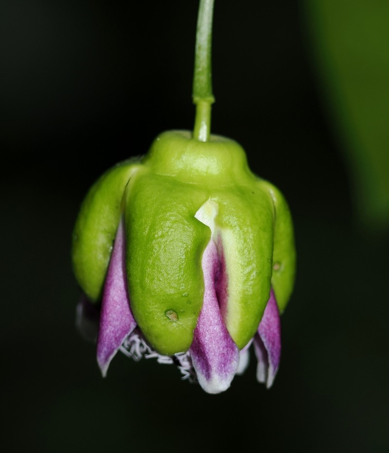 Passiflora yolandae photo 3