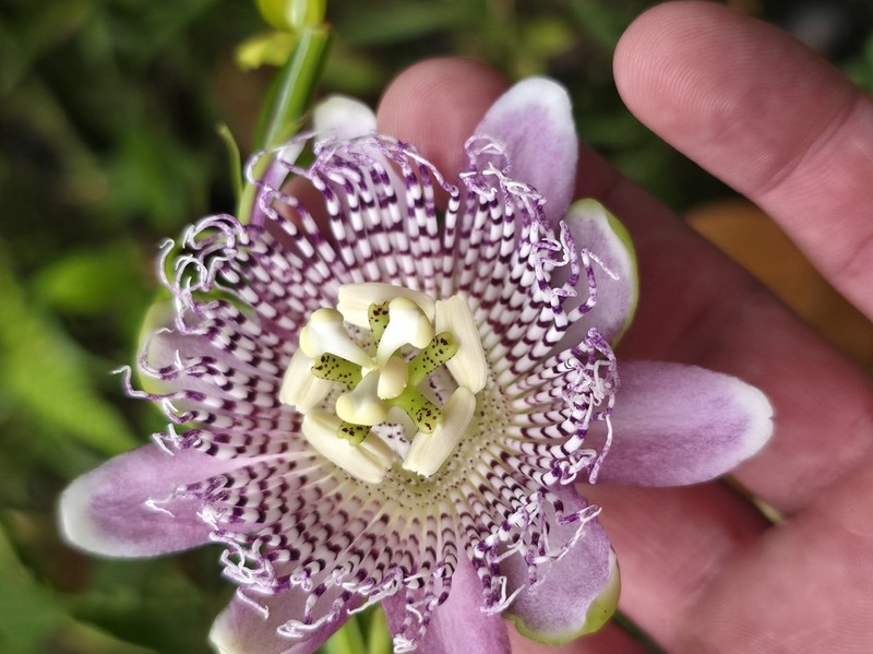 Passiflora yolandae photo 4