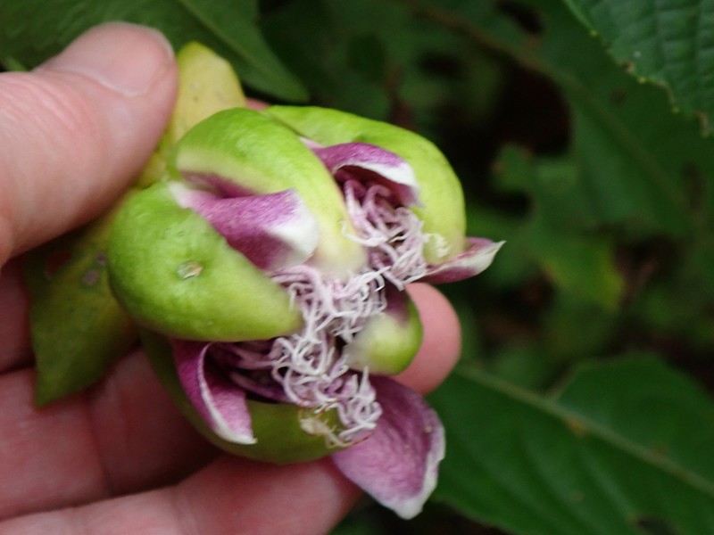 Passiflora yolandae photo 5