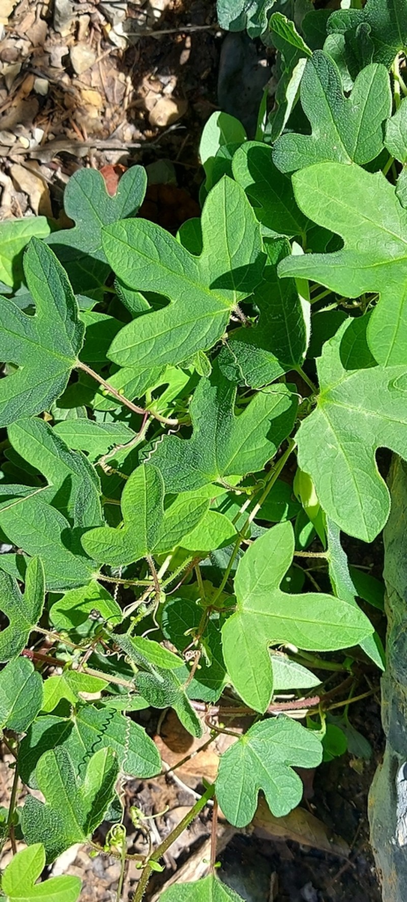 Passiflora zapalinamensis