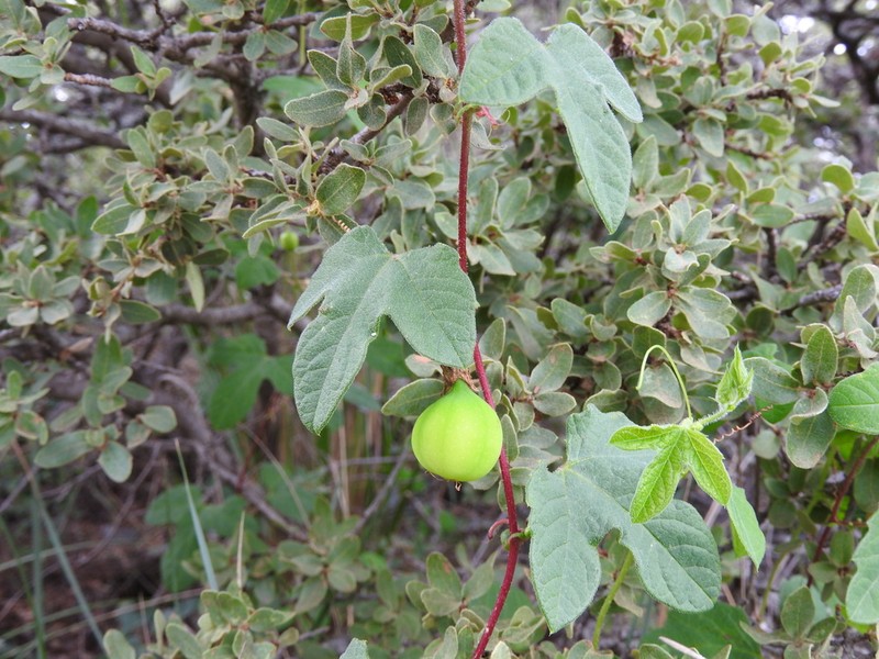 Passiflora zapalinamensis photo 2