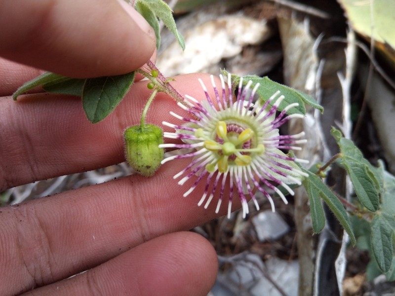 Passiflora zapalinamensis photo 3