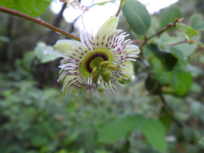 Passiflora zapalinamensis photo 4