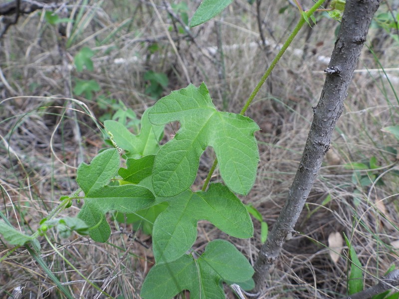 Passiflora zapalinamensis photo 6