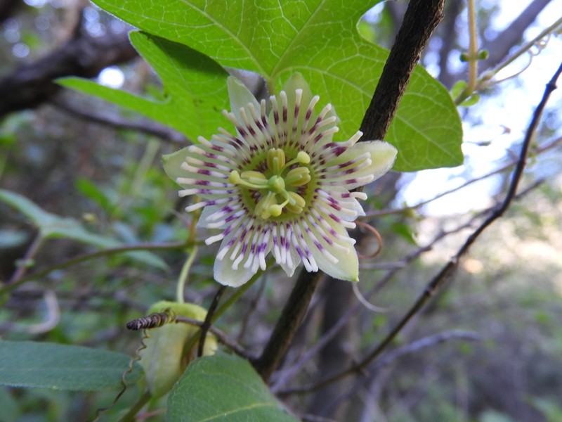 Passiflora zapalinamensis photo 8