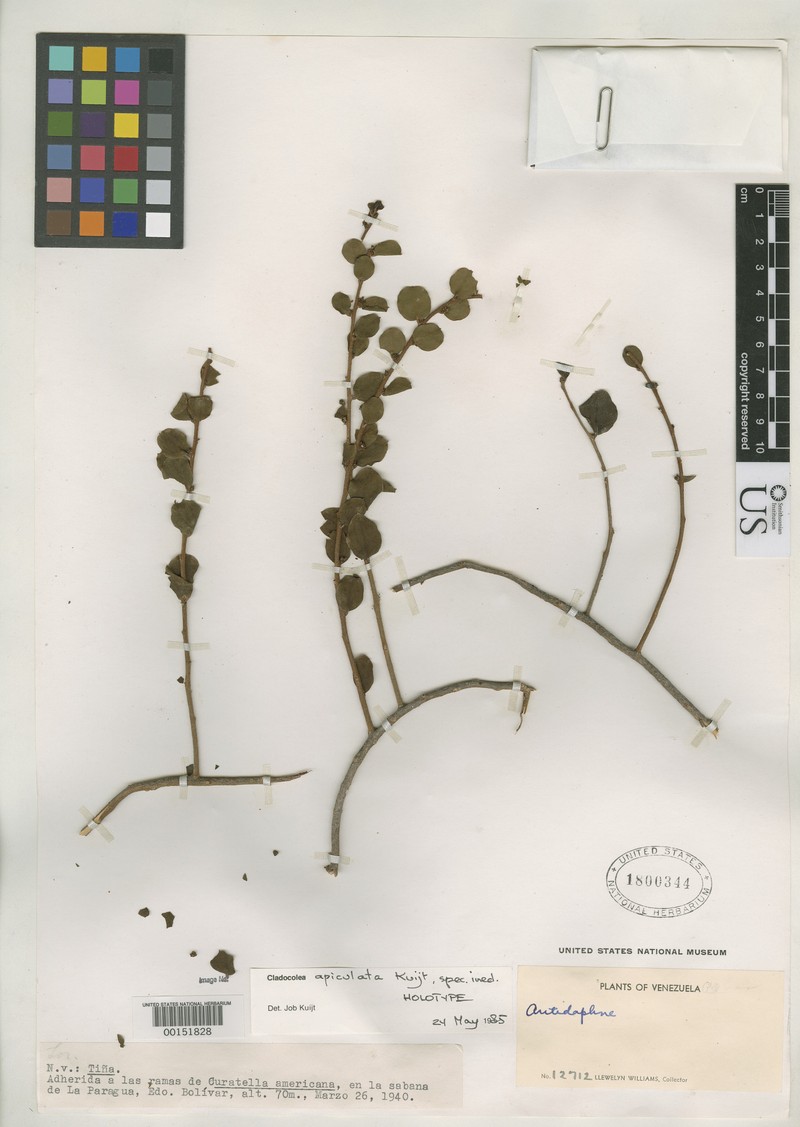 Passovia intermedia