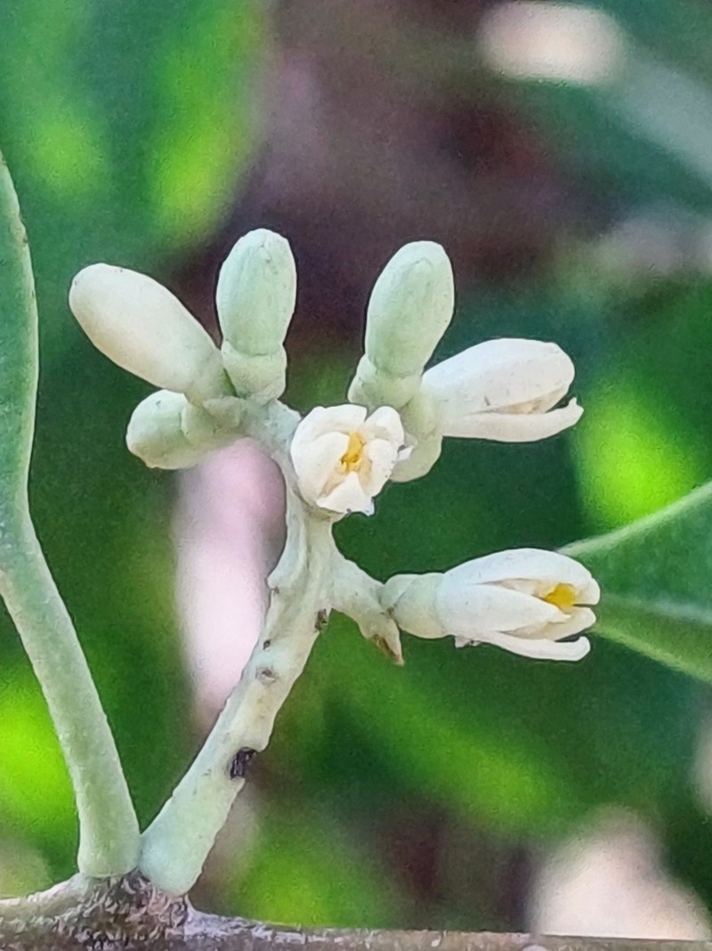 Passovia pedunculata photo 2