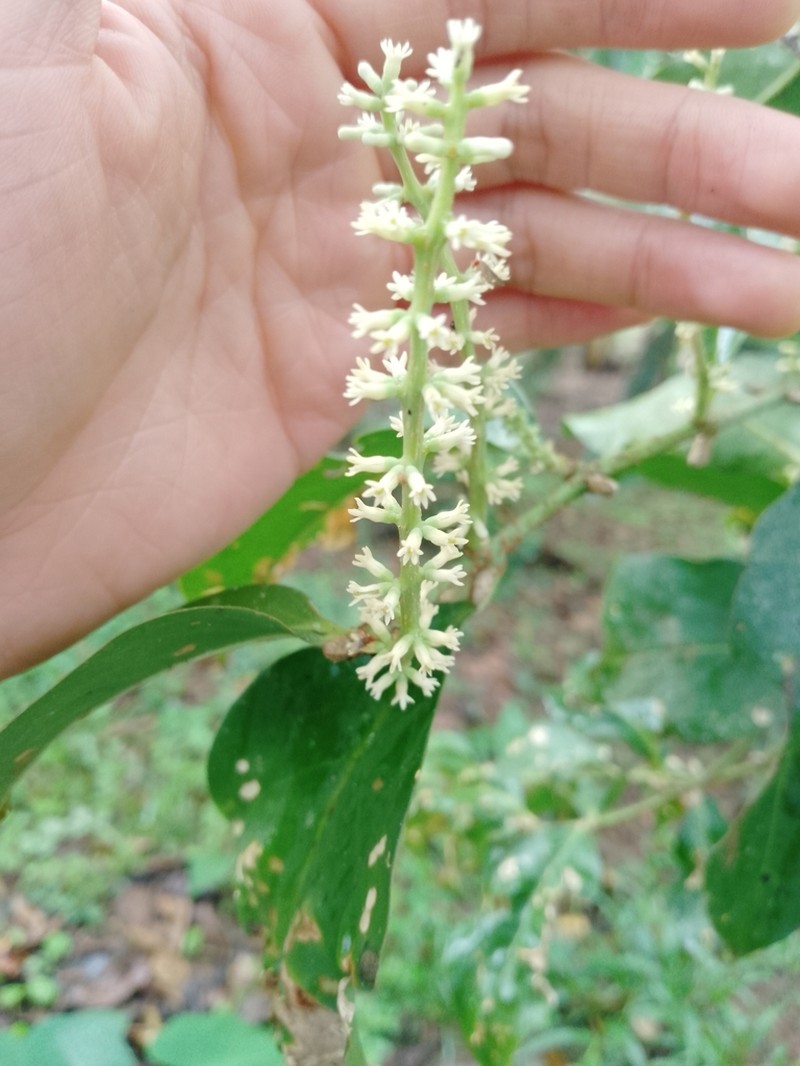Passovia pedunculata photo 3