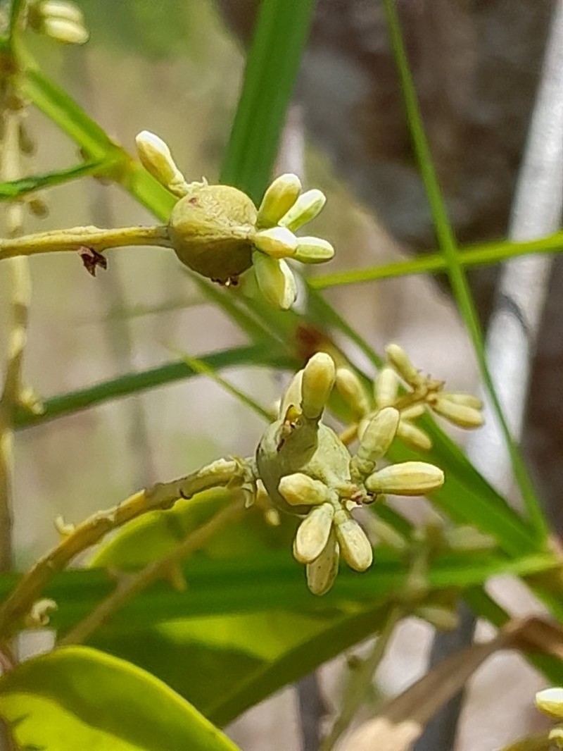 Passovia pedunculata photo 5