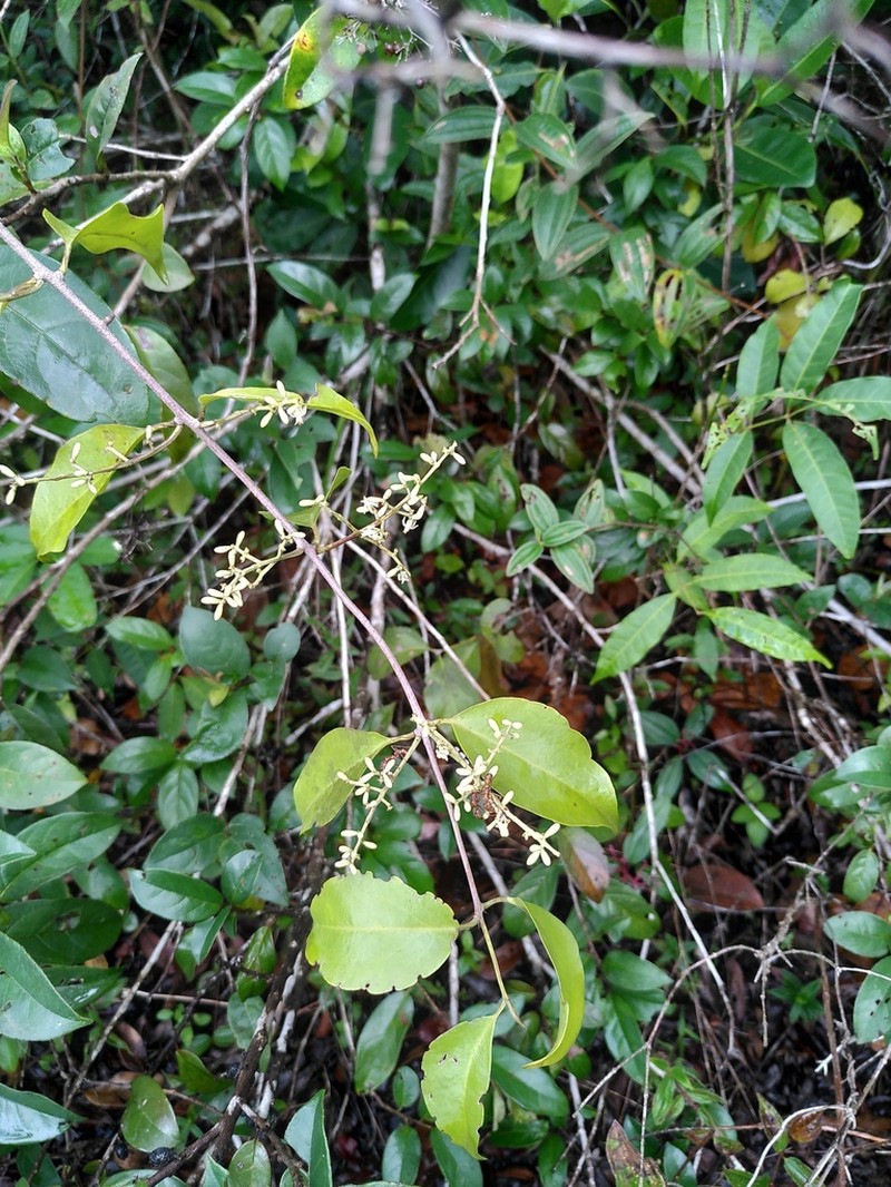 Passovia pedunculata photo 6
