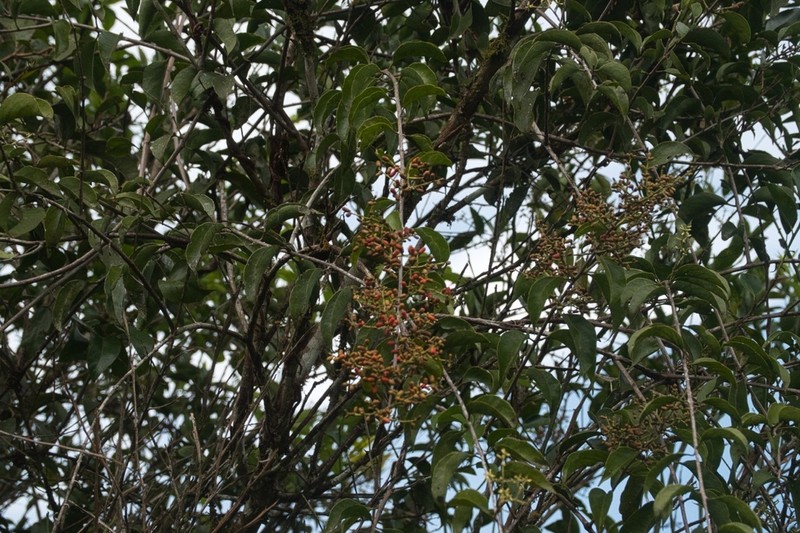 Passovia pedunculata photo 8