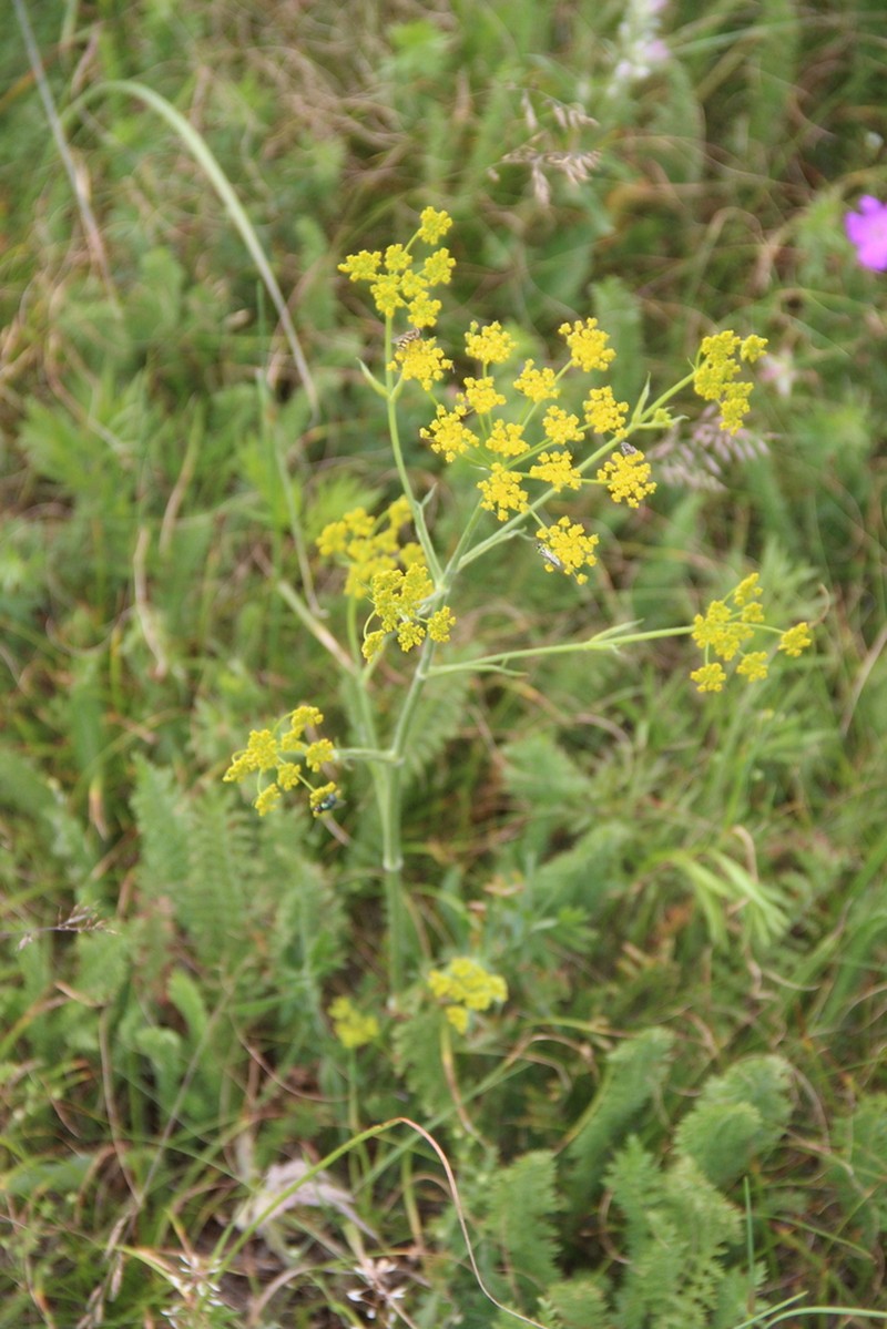 Pastinaca armena photo 2