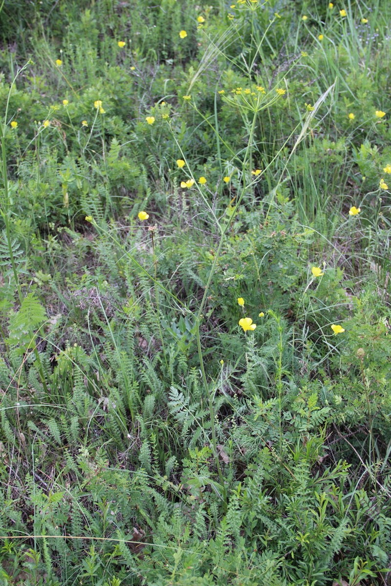 Pastinaca armena photo 3