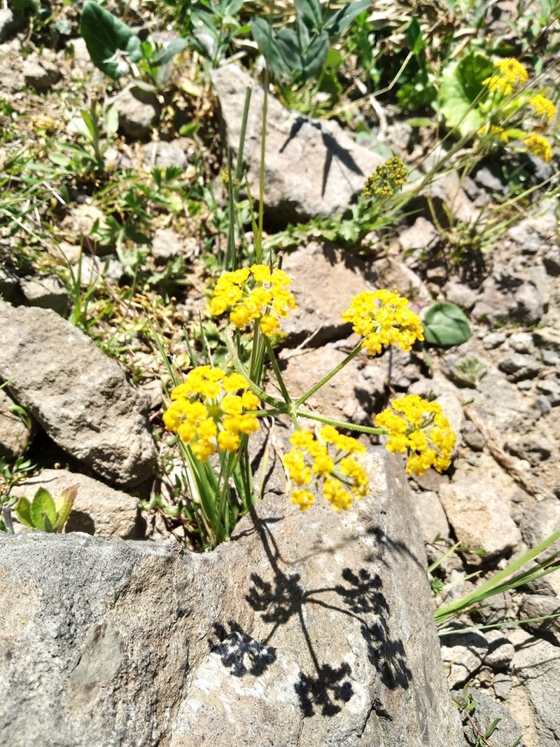 Pastinaca armena photo 4