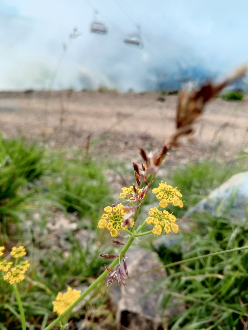 Pastinaca armena photo 5