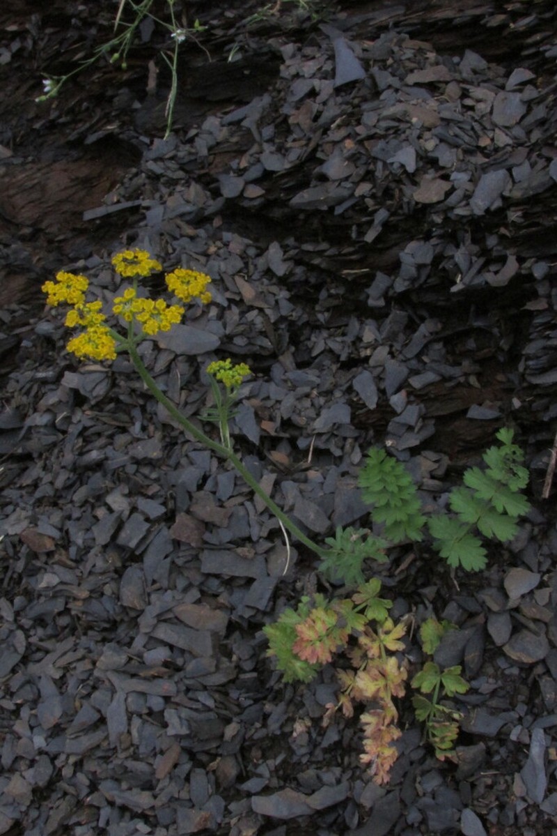 Pastinaca armena photo 6