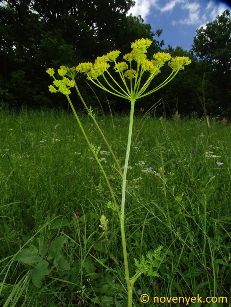 Pastinaca armena photo 8