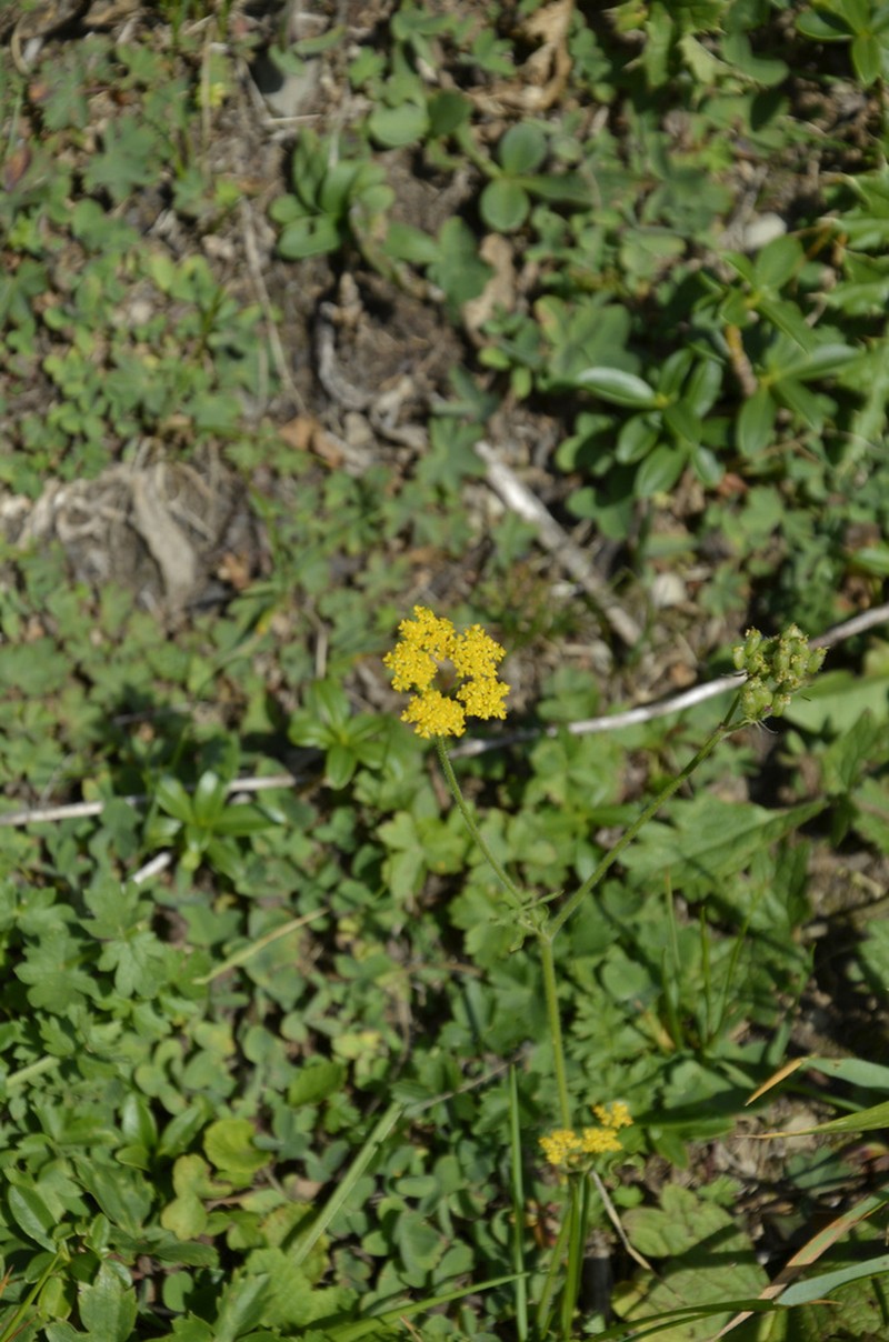 Pastinaca aurantiaca