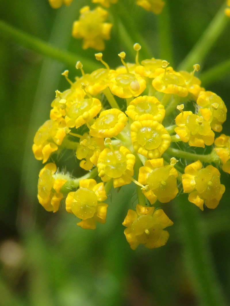 Pastinaca aurantiaca photo 2
