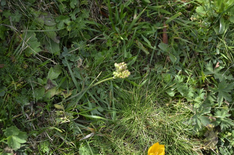 Pastinaca aurantiaca photo 3