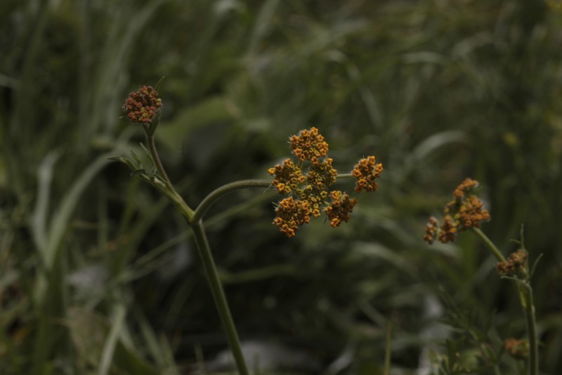 Pastinaca aurantiaca photo 4