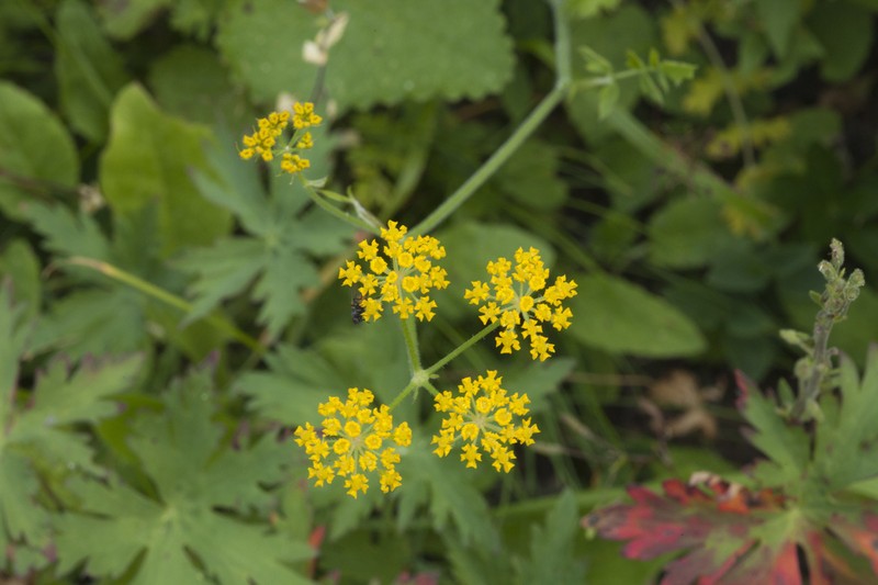 Pastinaca aurantiaca photo 5