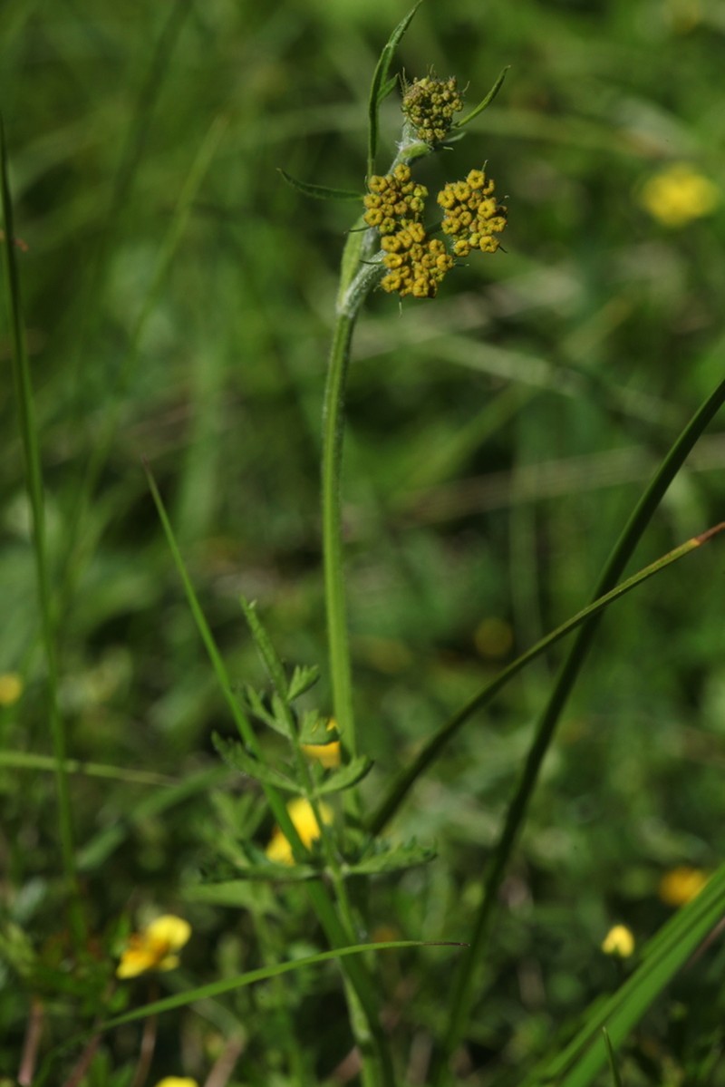 Pastinaca aurantiaca photo 6