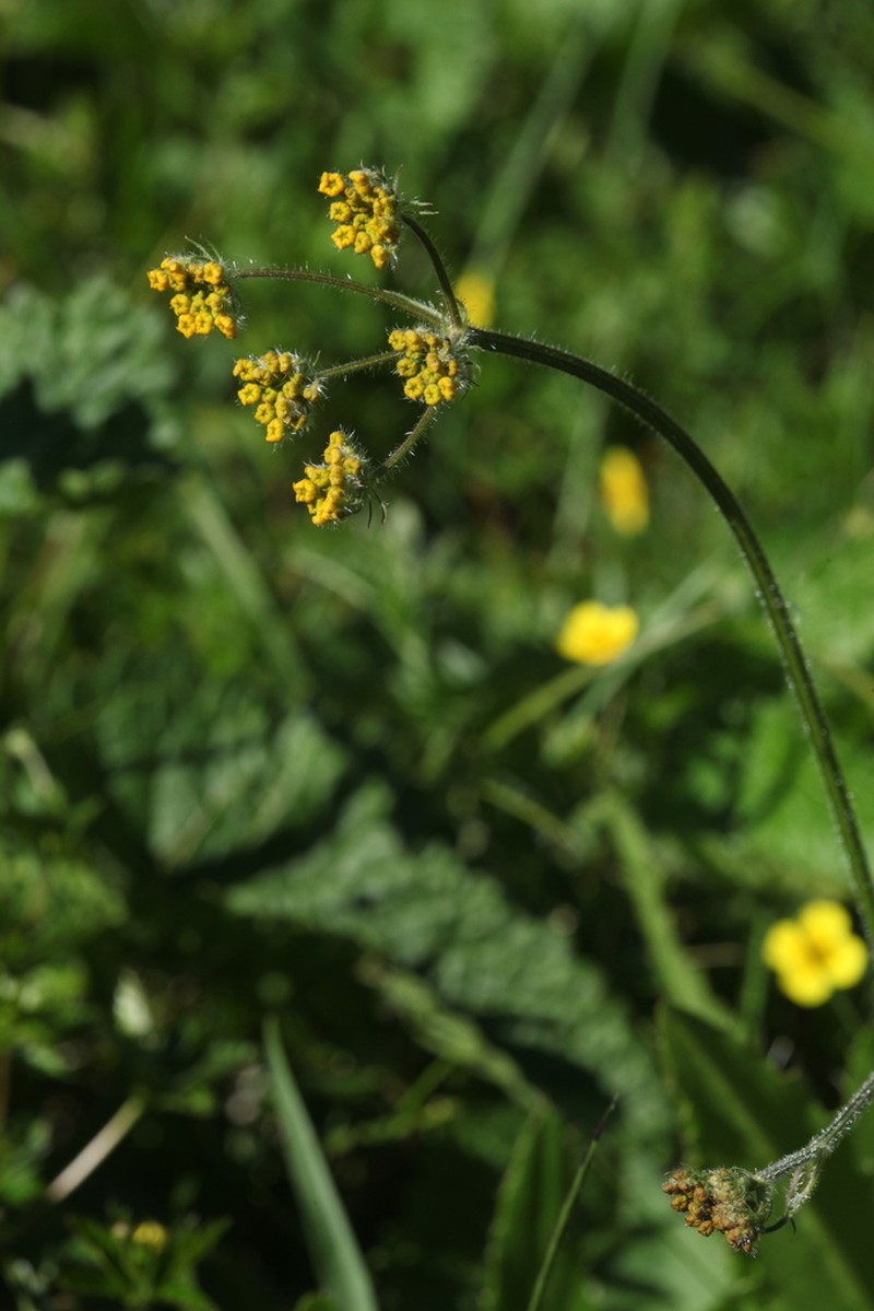 Pastinaca aurantiaca photo 7