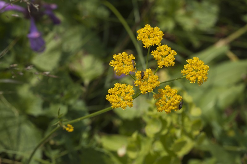 Pastinaca aurantiaca photo 8