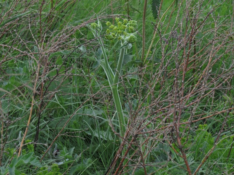 Pastinaca clausii