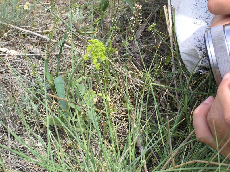 Pastinaca clausii photo 2