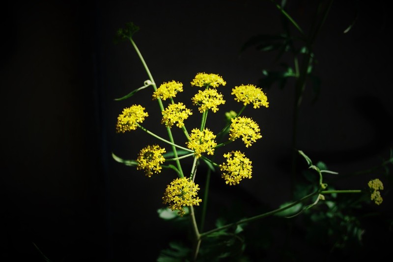 Pastinaca clausii photo 3