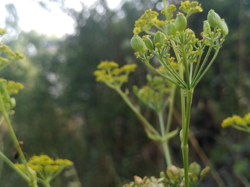 Pastinaca clausii photo 4