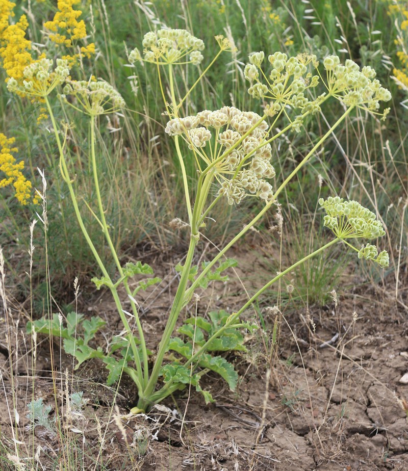 Pastinaca clausii photo 5
