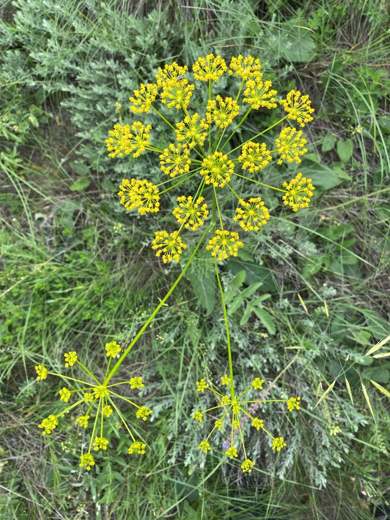Pastinaca clausii photo 7