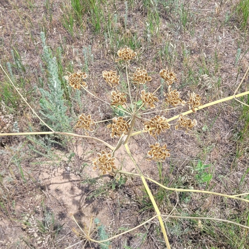 Pastinaca clausii photo 8