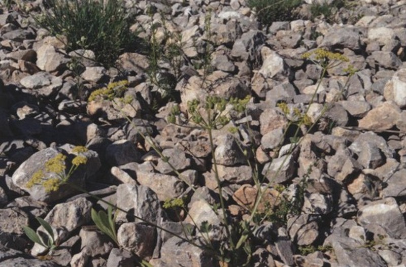 Pastinaca erzincanensis