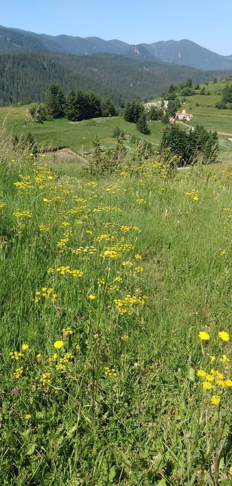 Pastinaca hirsuta photo 2