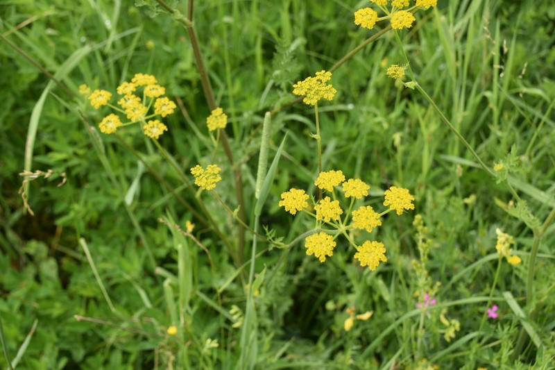 Pastinaca hirsuta photo 3