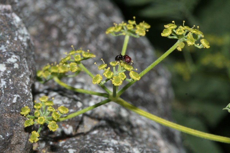 Pastinaca kochii photo 3