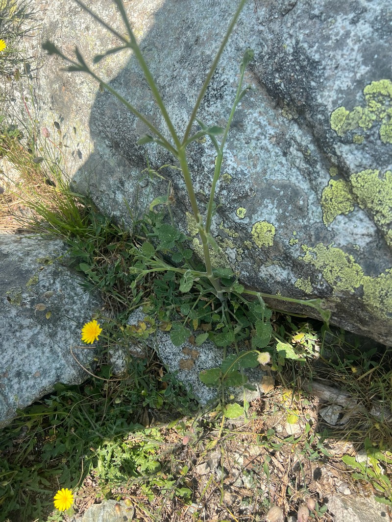 Pastinaca kochii photo 8