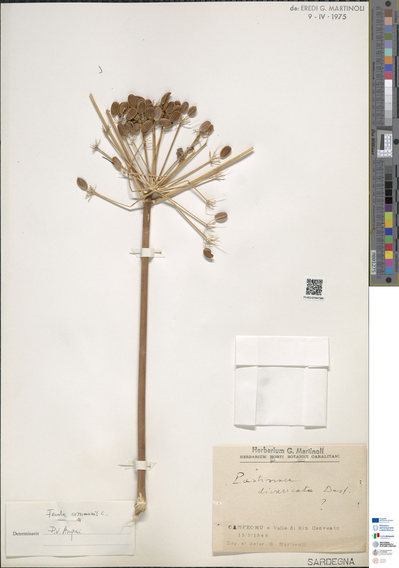 Pastinaca kochii subsp. kochii photo 2