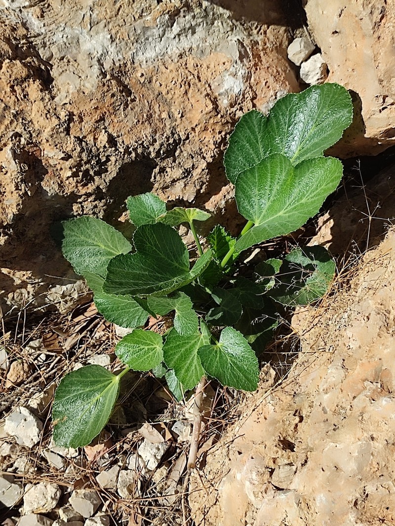 Pastinaca lucida