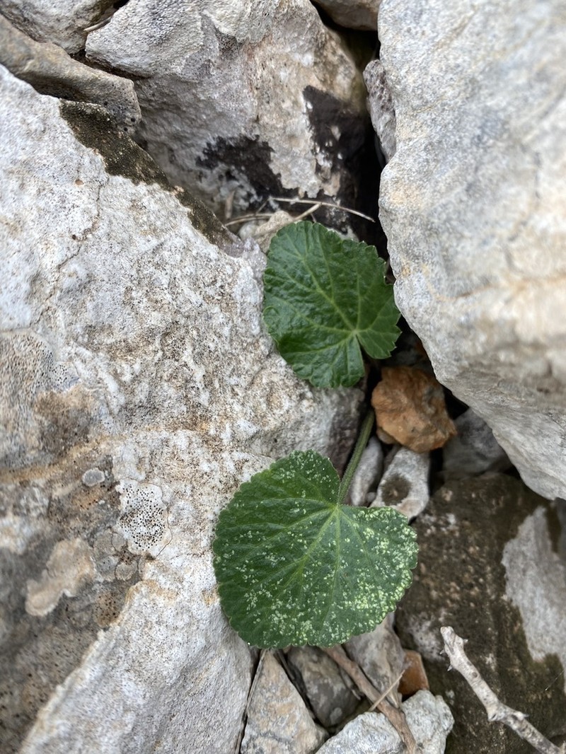 Pastinaca lucida photo 2