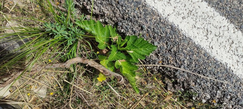 Pastinaca lucida photo 3