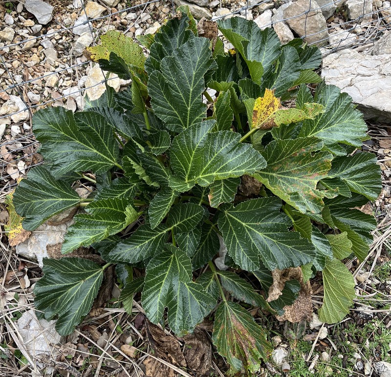Pastinaca lucida photo 4