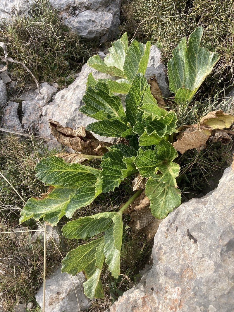 Pastinaca lucida photo 5