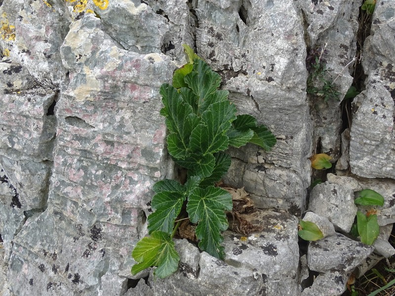Pastinaca lucida photo 6