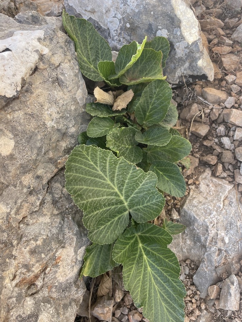 Pastinaca lucida photo 7